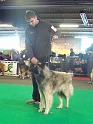 n°94 Chentyt des loups de la foret sacrée 5401